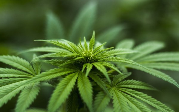 10 Cannabis Aktien: Canopy, Aurora, Tilray & mehr