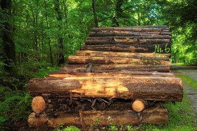 In Holz investieren: So geht’s